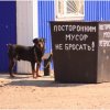 смешные прогулки